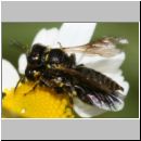 Lindenius albilabris - Grabwespe 05a 6-7mm Paarung - OS-Hasbergen-Lehmwiese.jpg